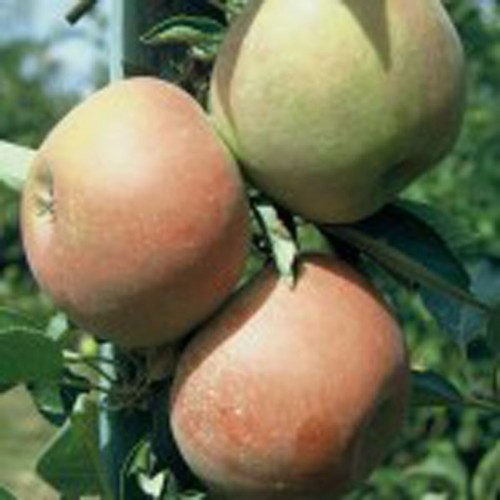 Apfelbaum holsteiner cox - apfelbaum,