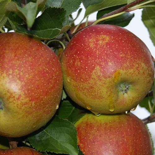 Wellant fresco apfel - ®,