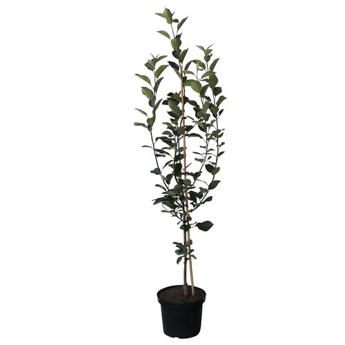 Apfelbaum zabergäu renette - apfelbaum,