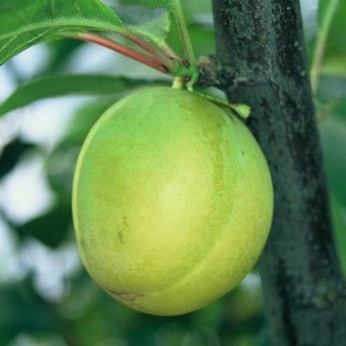 Oullins reneklode eierpflaume - oullins,