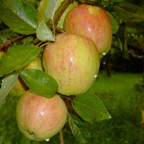 Apfelbaum finkenwerder prinz - apfelbaum,