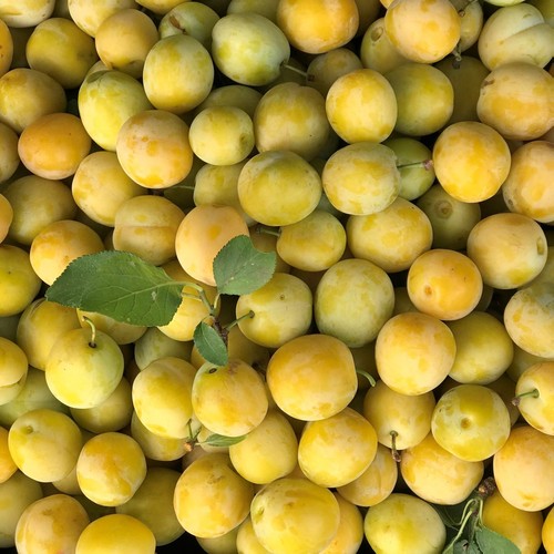 Bellamira robuste - bellamira, (s)