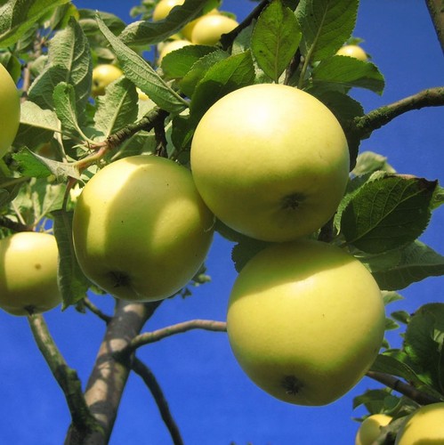 Gelber edelapfel herbstapfel - gelber,