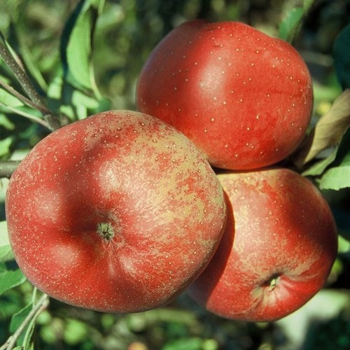 Apfelbaum melrose winterapfel - apfelbaum,