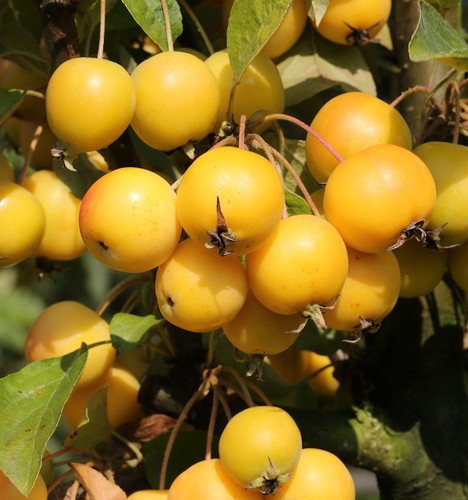 Hochstamm zierapfel golden - hochstamm,