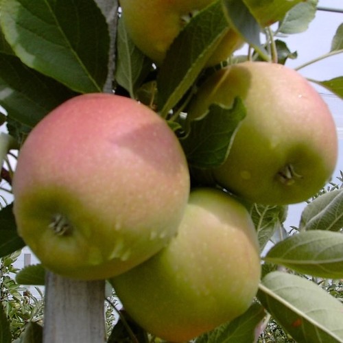 Braeburn winterapfel - braeburn,