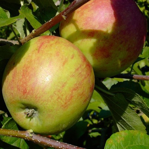 Geheimrat oldenburg - geheimrat, dr.