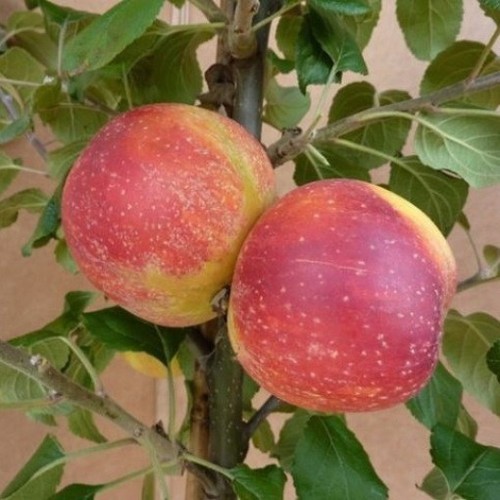 Apfelbaum malus rote alkmene - malus,