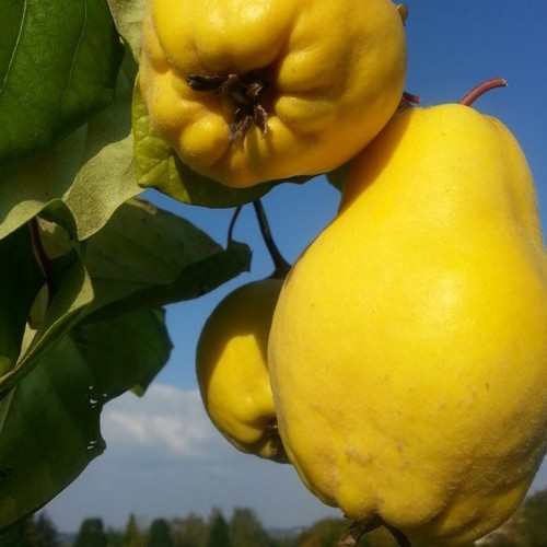 Bereczki birnenquitte - bereczki,