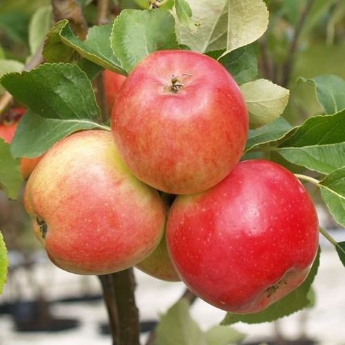 Apfelbaum discovery - apfelbaum,