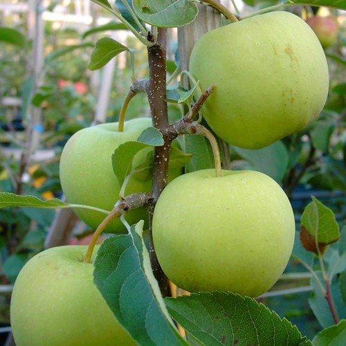Golden delicious winterapfel - golden,