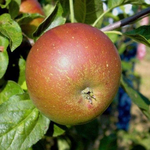 Pohorka aromatischer