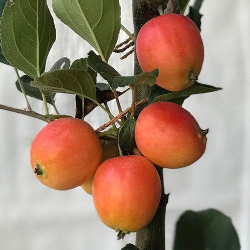 John downie zierapfel apfel - ,
