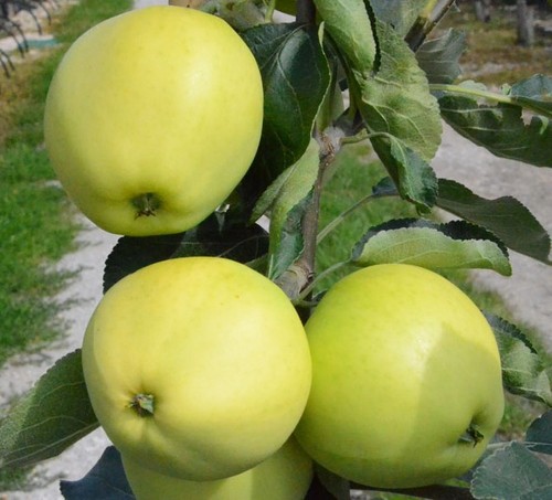 Weißer klarapfel frühester - klarapfel,