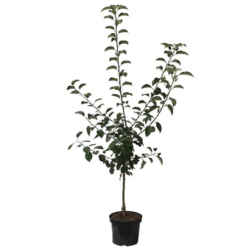Apfelbaum ingrid marie - apfelbaum,