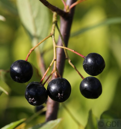 Hochstamm apfelbeere nero - hochstamm,