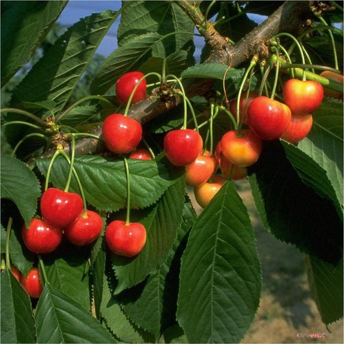 Kirschbaum büttners rote - büttners,