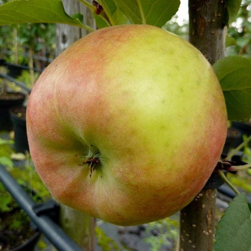 Topaz winterapfel - (s),