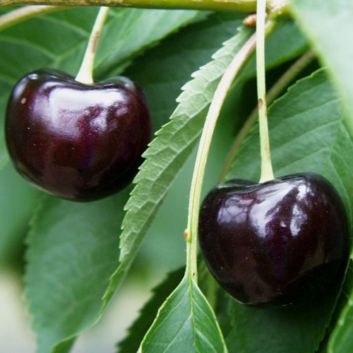 Oktavia kirschbaum aromatische - oktavia,