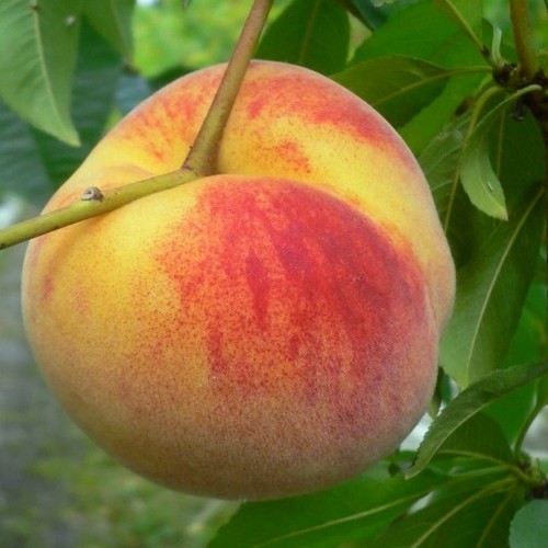 Wunder von perm - wunder, pfirsichbaum
