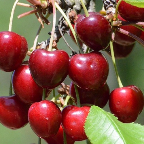 Kirschbaum burlat frühe - kirschbaum,
