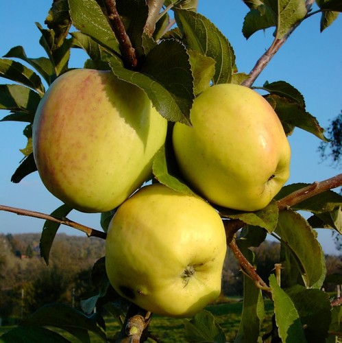 Apfelbaum weißer - apfelbaum,
