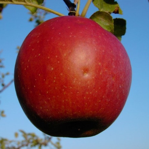 Roter eiserapfel apfelbaum - roter,