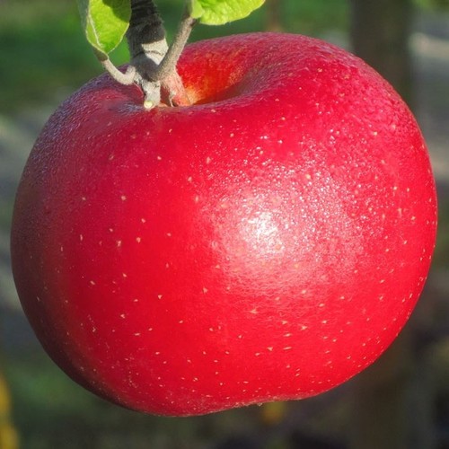 Winterapfel roter berlepsch - winterapfel,