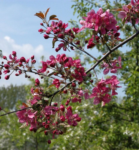 Hochstamm zierapfel scarlet - hochstamm,
