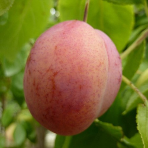 Königin viktoria aromatische - viktoria,