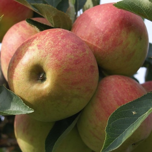 Apfelbaum elstar beliebter - apfelbaum,
