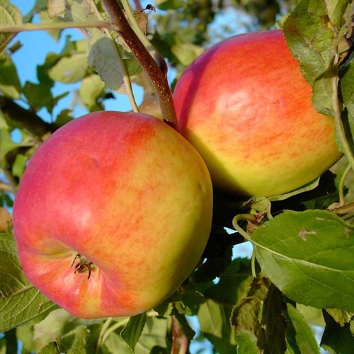 Teser apfelbaum schorfr - apfelbaum,