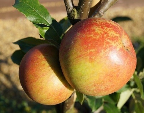 Apfelbaum halbstamm cox - halbstamm, `cox