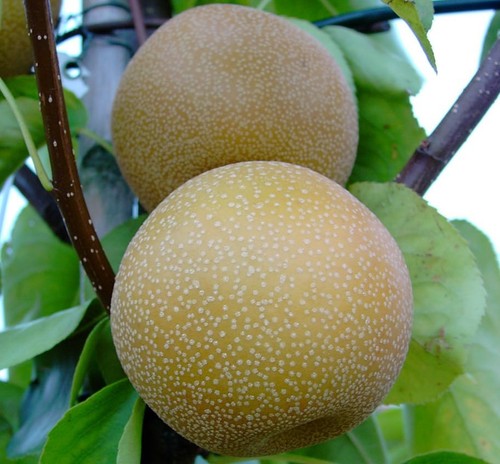 Nashi hosui asienbirne - nashi,
