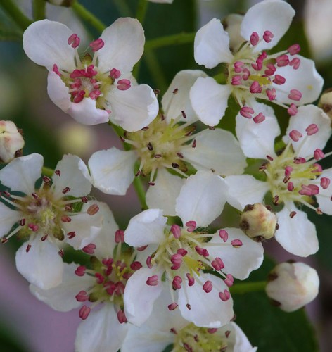 Hochstamm apfelbeere hugin - apfelbeere,