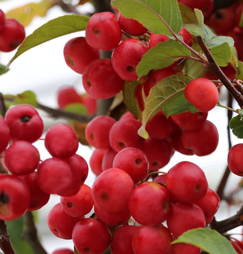 Hochstamm zierapfel red - zierapfel,