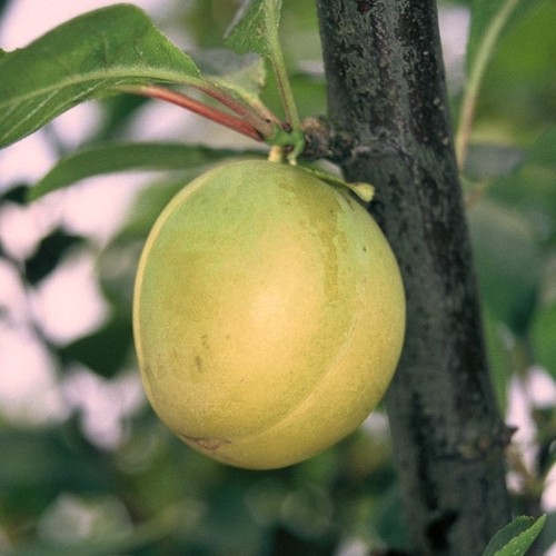Pflaumenbaum ontariopflaume - pflaumenbaum,