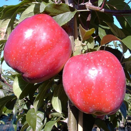 Gloster süßer winterapfel - gloster,