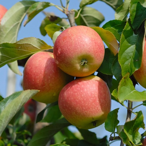 Apfelbaum pinova robuste - apfelbaum,