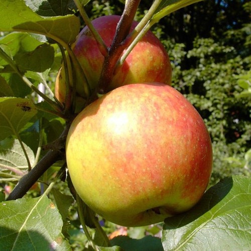 Biesterfelder renette - biesterfelder,