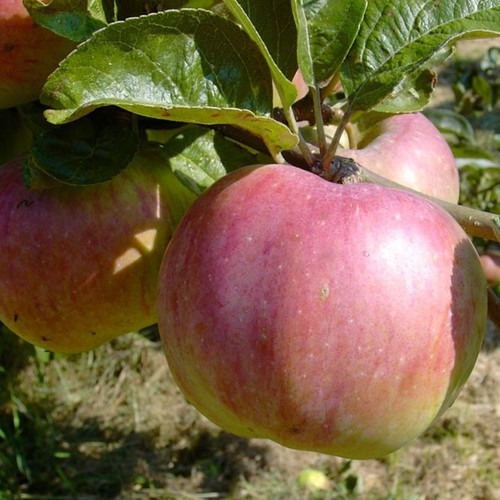 Apfelbaum ontarioapfel - apfelbaum,