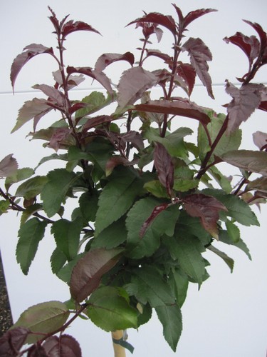 Hochstamm zierapfel dark - hochstamm,