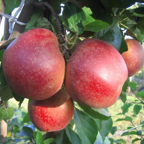 Roter boskoop winterapfel - boskoop,