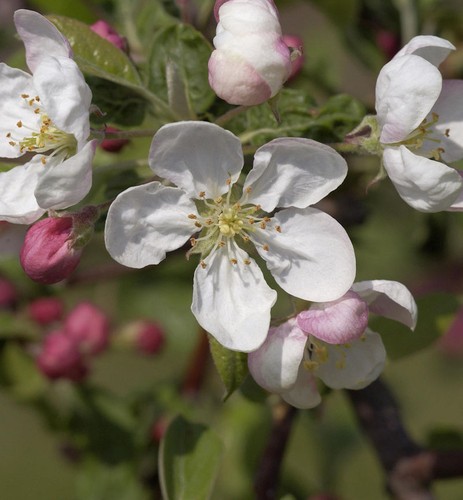 Hochstamm zierapfel evereste - hochstamm,