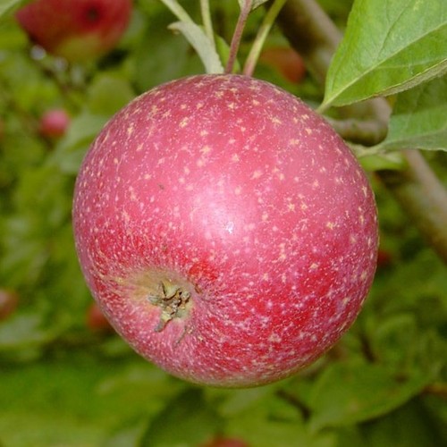 Rote sternrenette apfelbaum - rote,