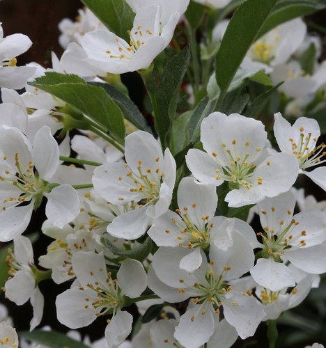 Hochstamm zierapfel tina - zierapfel,