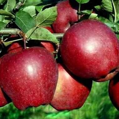 Apfelbaum starking 100 120 - apfelbaum, 100-120