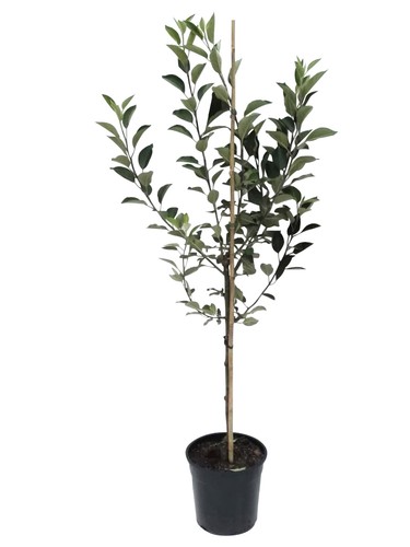 Apfelbaum weißer klarapfel - weißer,