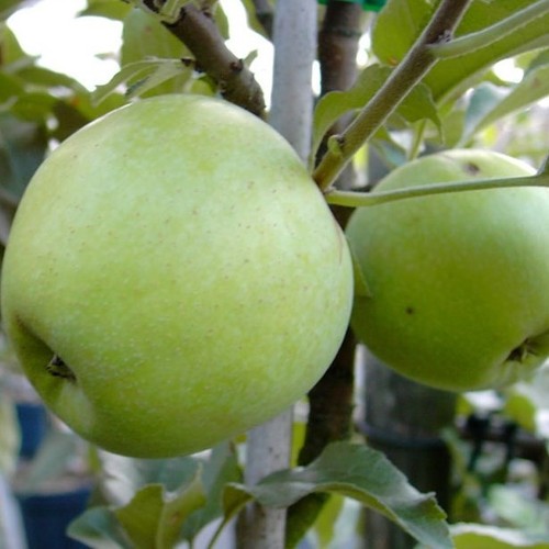 Apfelbaum zuccalmaglio renette - apfelbaum,
