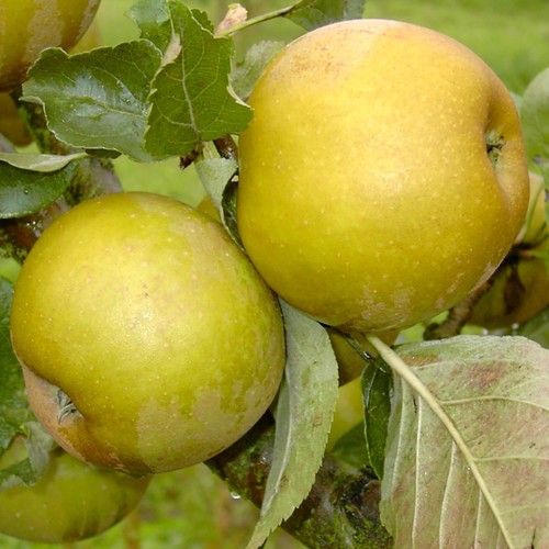 Apfelbaum graue herbstrenette - apfelbaum,